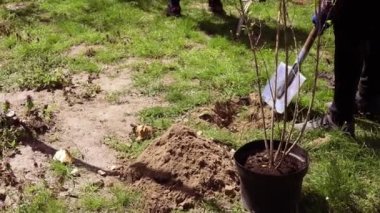gönüllü ağaç dikiyor, kürekli eller toprağı, doğayı, çevreyi ve çevreyi kazıyor