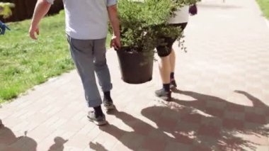 Bahçeye ardıç bitkileri eken adam. Bahçede mevsimlik işler. Peyzaj tasarımı. Bahçe düzenleme. Süslü çalılık ardıcı.