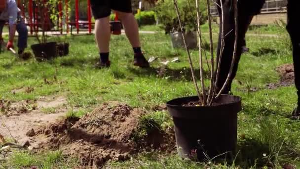 Freiwillige Pflanzen Einen Baum Die Hände Mit Der Schaufel Graben — Stockvideo