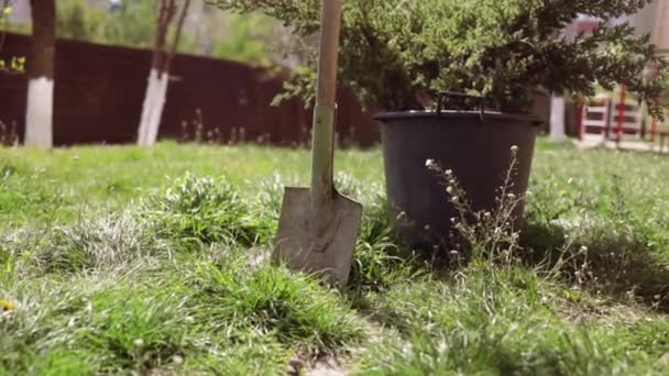 Bahçede Yeşil Arka Planda Bir Toprak Yığınına Bitki Ekiyorum — Stok video
