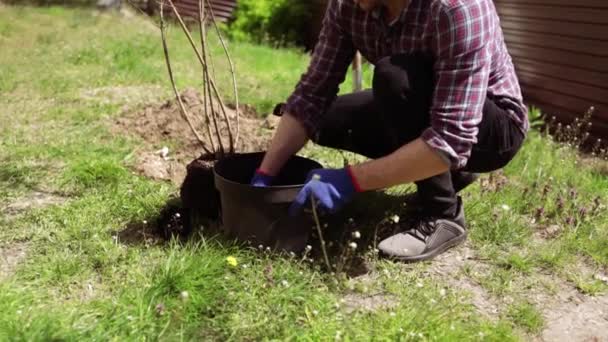 Εθελοντής Φύτευση Ενός Δέντρου Χέρια Φτυάρι Σκάβει Έδαφος Φύση Περιβάλλον — Αρχείο Βίντεο