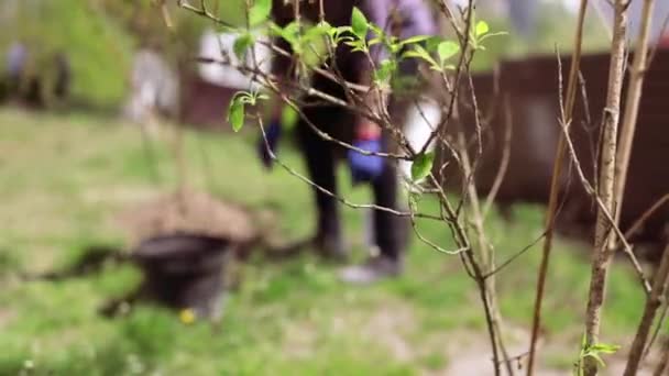ボランティアが木を植えたりシャベルで手を動かしたりすることで地面や自然環境環境を掘り — ストック動画