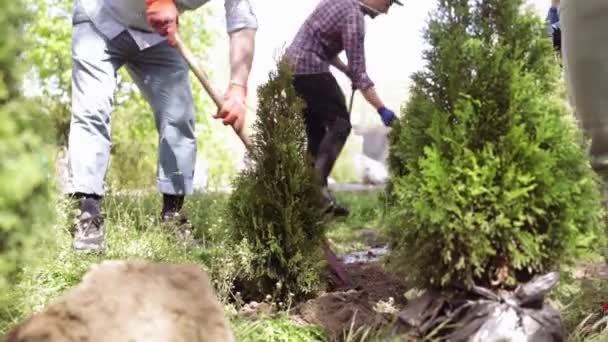 Volontär Plantera Ett Träd Händer Med Spade Gräver Marken Naturen — Stockvideo