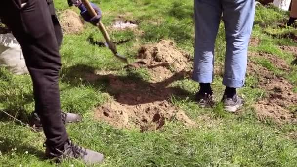 Vrijwilliger Planten Van Een Boom Handen Met Een Schop Graaft — Stockvideo