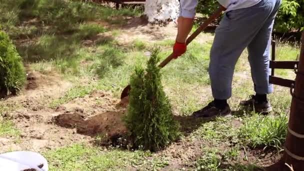 Εθελοντής Φύτευση Ενός Δέντρου Χέρια Φτυάρι Σκάβει Έδαφος Φύση Περιβάλλον — Αρχείο Βίντεο