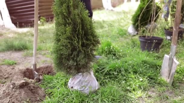 Pflanzung Auf Einem Erdhaufen Garten Auf Grünem Hintergrund — Stockvideo