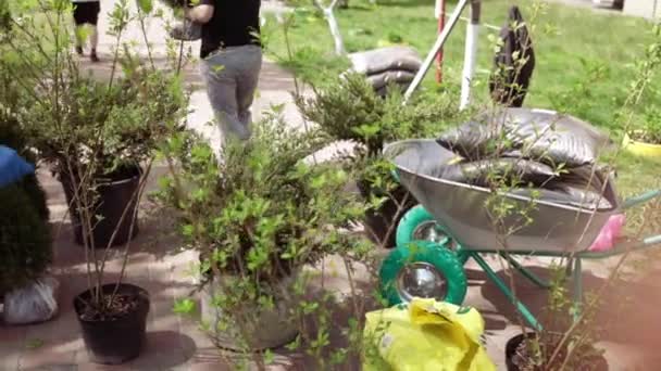 Baumpflanzung Nahaufnahme Vieler Kleiner Sämlinge Die Mit Plastikschutz Wachsen — Stockvideo
