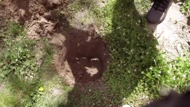 Volunteer Planting Tree Hands Shovel Digs Ground Nature Environment Environment — Stock Video
