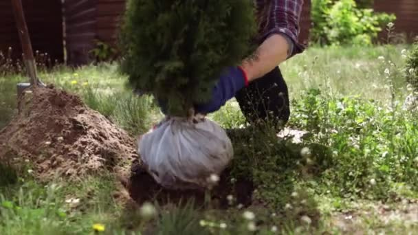 Farmář Zasadí Půdy Malé Okrasné Stromy — Stock video