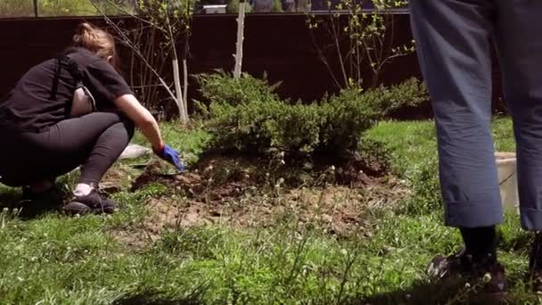 Μια Γυναίκα Φυτεύει Μια Τούτζα Φυτεύοντας Ένα Κωνοφόρο Δέντρο Τούτζα — Αρχείο Βίντεο