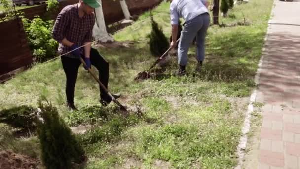 Freiwillige Pflanzen Einen Baum Die Hände Mit Der Schaufel Graben — Stockvideo