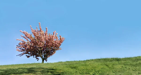 Osamělý Strom Kvetoucí Růžovými Květy Jaře Zelené Louce Obzoru Roste — Stock fotografie