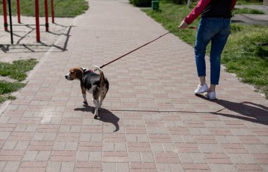 Sokaklarda birlikte vakit geçirirken elinde Jack Russell teriyer köpeğinin tasmasını tutan ünlü köpek sahibinin arkası. Evcil hayvanıyla yürüyen kadın..