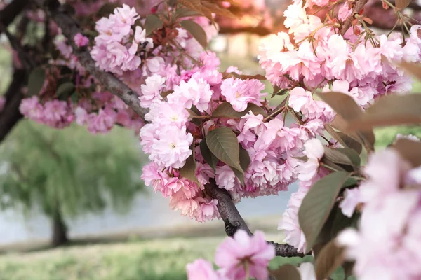 Pembe Sakura Çiçekleri Hassas Sanatsal Fotoğraf Seçici Odak — Stok fotoğraf
