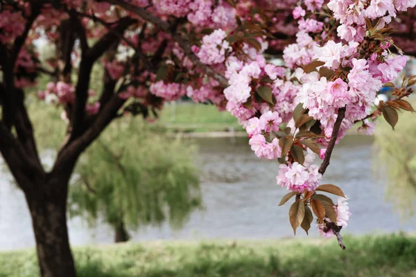 delicate flowers of pink sakura . Delicate artistic photo. selective focus.
