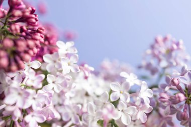 Bahar leylağı mor çiçeklerinin makro görüntüsü, soyut yumuşak çiçek arkaplanı