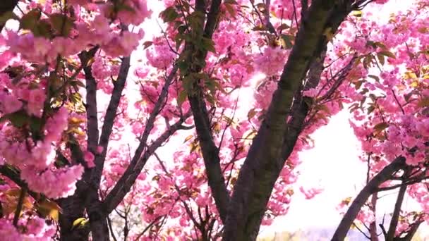 Gyönyörűen Virágzó Cseresznyefa Fénylő Sugarak Naplemente Háttérben — Stock videók
