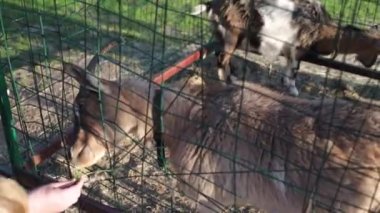 Hayvan çiftliğinde rahatlayan sevimli genç keçiler. Çiftlik içi çiğnemeler. Tarım ve ekoloji mandırası. Çiftlikte çiftlik hayvanları yetiştirmek, çiftlikte çiftçilik, evcil hayvanlar..