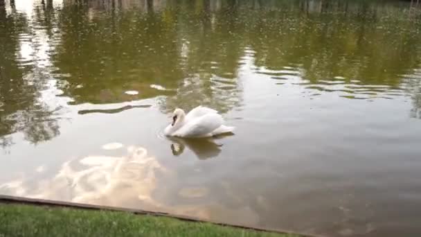 Hermoso Cisne Blanco Nadando Estanque Cálido Día Verano Concepto Animales — Vídeo de stock