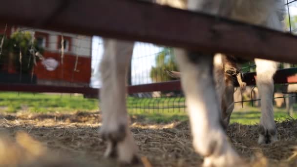 可爱的小山羊在动物饲养场休息 山羊蹄的特写 农业和生态奶制品 在农场上饲养牲畜 在农场上遛狗 — 图库视频影像