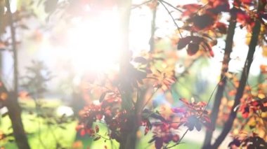 Kapatın. Güneş ağacın yapraklarının arasından parlıyor. Bahar günü kırmızı yaprak makrosu parlak arka planlı soyut bir bokeh üzerinde bulanık güneş ışınları yayar. Güneş Lens Fişeği. Doğa.