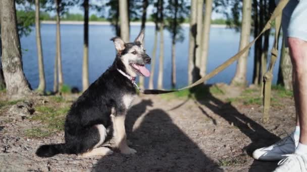 Jovem Com Seu Cão Relaxando Floresta Perto Lago Pessoas Cães — Vídeo de Stock