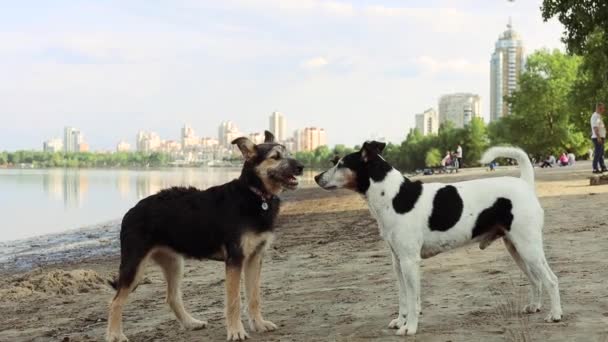 两只狗在公园相遇 用鼻子互相嗅嗅 — 图库视频影像