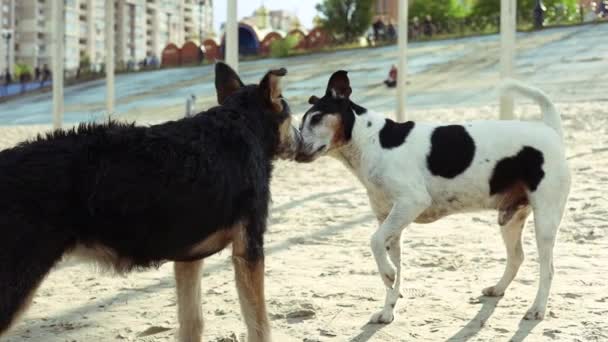 两只狗在公园相遇 用鼻子互相嗅嗅 — 图库视频影像