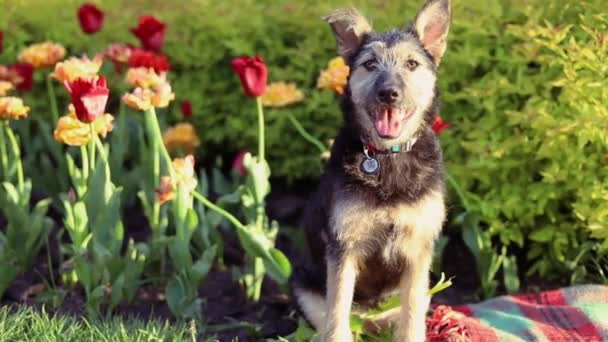 Σκύλος Αναπαύεται Ένα Πάρκο Δίπλα Στα Λουλούδια — Αρχείο Βίντεο
