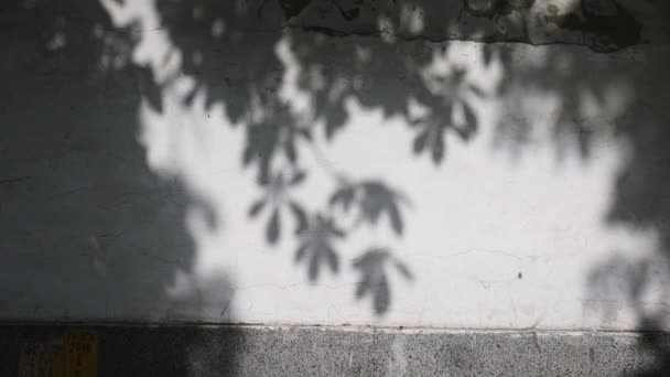 Abstrakt Zanechává Pozadí Stínu Přírodní Listy Větve Stromů Stíny Sluneční — Stock video