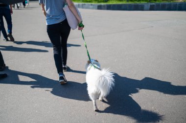 Sahibi olan köpek şehir yoluna çıkıyor.