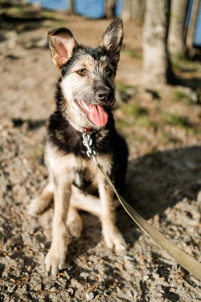 Amazing Portrait Young Dog Enjoying Sunny Day Sticking Out Tongue — Stock Photo, Image