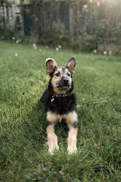 Ein Hund Ruht Sattgrünen Gras Und Genießt Seine Friedliche Umgebung — Stockfoto
