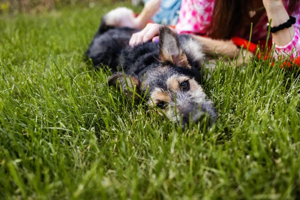Pies Spoczywa Bujnej Zielonej Trawie Ciesząc Się Spokojnym Otoczeniem — Zdjęcie stockowe