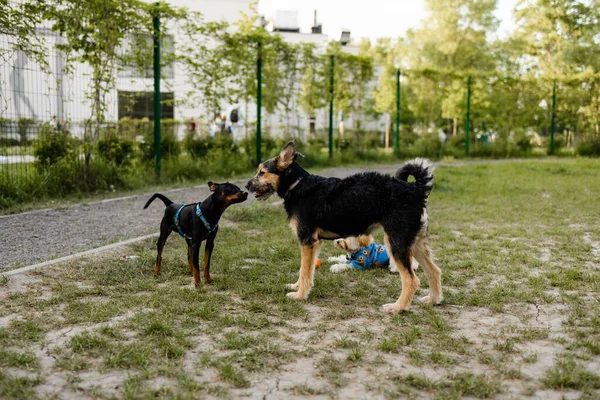 Две Собаки Встречаются Парке Нюхают Друг Друга Носом — стоковое фото