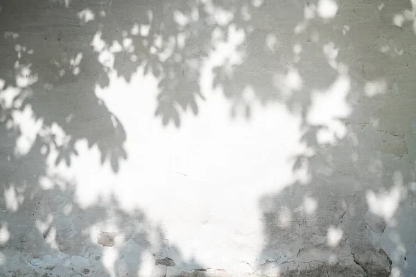 抽象的な影の背景を残します 背景と壁紙のための庭の白いコンクリート壁の質感に描かれた自然葉 木の枝 影や日光 — ストック写真