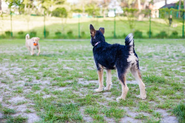 Kutya Játszik Egy Játék Labdát Parkban Nyáron — Stock Fotó