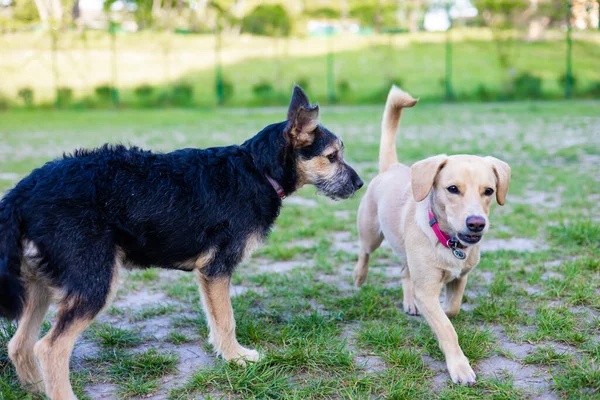Dwa Psy Spotykające Się Parku Wąchające Się Nosami — Zdjęcie stockowe