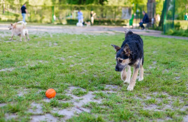 Malí Psi Hrají Hračkou Míč Parku Létě — Stock fotografie