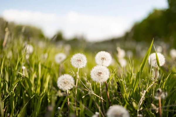 Dandelions Meadow Natural Background Stock Image