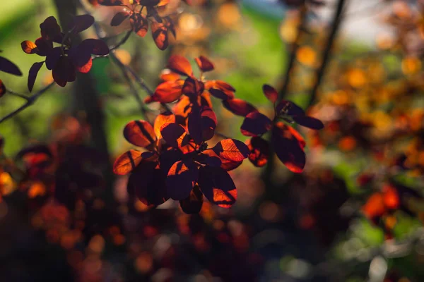 Güneş Ağacın Yapraklarının Arasından Parlıyor Bahar Günü Kırmızı Yaprak Makrosu — Stok fotoğraf