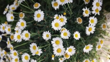 Yaz doğası çayır çiçekleri manzarası. Papatya tarlası sahnesi. Yaz papatyası çayır çiçekleri.