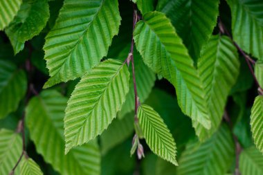 Yeşil yapraklardan oluşan yaratıcı bir düzen. Yeşil yapraklar arka plan, yeşil yapraklar arka plan, doğal arka plan ve duvar kağıdı. Doğa konsepti.