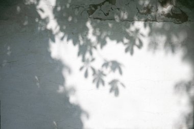Özet geride gölge arkaplan bırakır. Doğal yapraklar, ağaç dalları, gölgeler ve güneş ışığı arka plan ve duvar kağıdı için bahçedeki beyaz beton bir duvarın dokusuna boyanmış.
