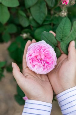 Yaz bahçesinde el pençe divan duran güzel pembe gül..