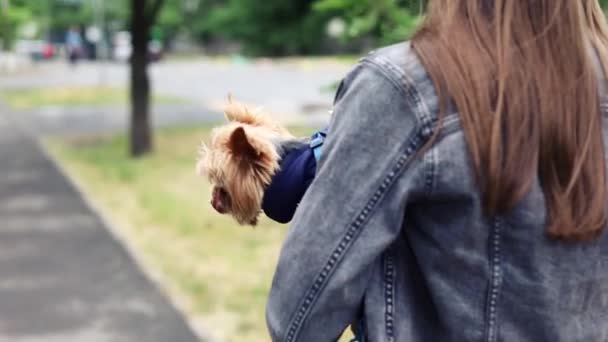 Widok Tyłu Dziewczyny Spacerze Małym Psem Trzymającym Rękach Pies Yorkshire — Wideo stockowe
