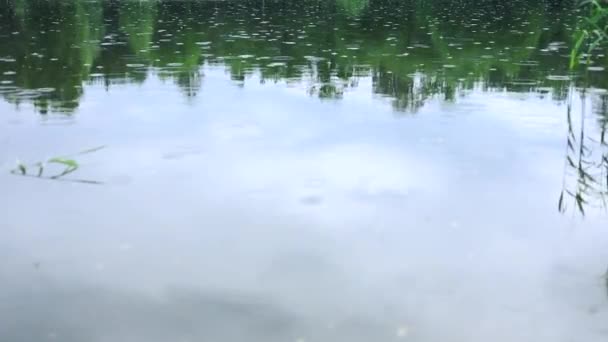 연못에 내리는 — 비디오