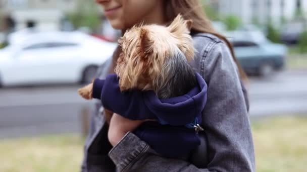 小さな犬が彼を手に持っている散歩中の少女の側面図は ペットヨークシャーテリア犬が周りを見回します 人と犬の友情の概念 — ストック動画