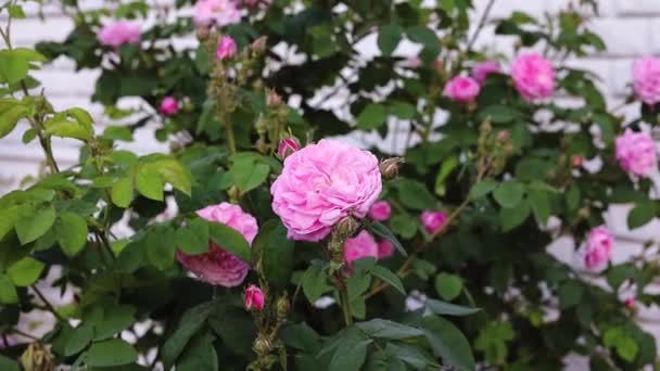 Flor Rosa Sobre Fondo Rosa Borrosa Flores Borrosas Jardín Rosas — Vídeo de stock