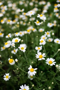 Sabahın köründe beyaz papatya çiçekleri kapanıyor. Bitkisel ilaçlar.